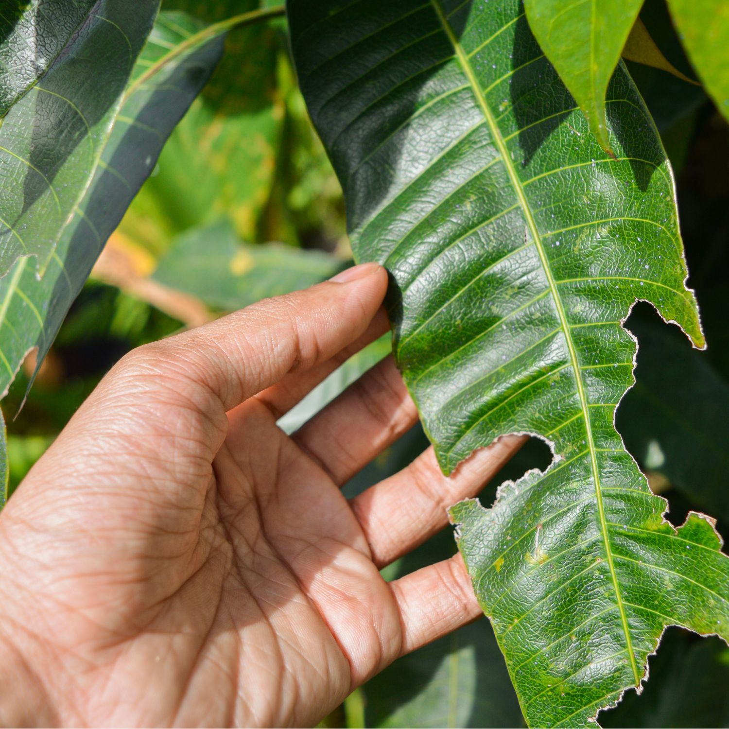 Organic Neem Oil Agricultural Range